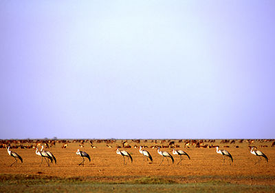Wattled Cranes